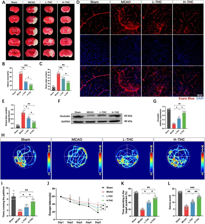 THC improves BBB integrity and alleviates brain injury after MCAO. (A) Representative TTC‐stained coronal brain sections, with red indicating normal brain tissue and white indicating infarcted tissue. The yellow‐dashed line marks the infarct area. (B) Analysis of infarct volume. (C) Quantitative analysis of brain water content in each group. (D) Laser confocal imaging analysis of EB leakage. (E) Analysis of EB content in brain tissue. (F and G) Western blot images and quantitative analysis of occludin protein levels. (H) Heatmap of swimming trajectories in the Morris Water Maze test. (I–K) Data analysis charts from the Morris Water Maze test. (L) Neurological function scores. All data are presented as mean ± SD, n = 6–8 per group, one‐way ANOVA, *p < 0.05, **p < 0.01, ***p < 0.001.