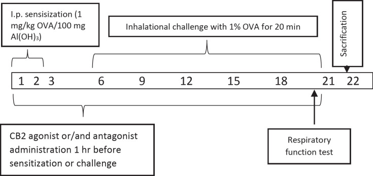 Schematic diagram of experimental design. Asthma was induced by ip. administration of 1 mg/kg OVA/100 mg aluminium hydroxide (Al(OH)3) suspended in 1 ml saline for 3 consecutive days then inhalation of 1% OVA with all body nebulizer at day 6, 9, 12, 15, 18, and 21