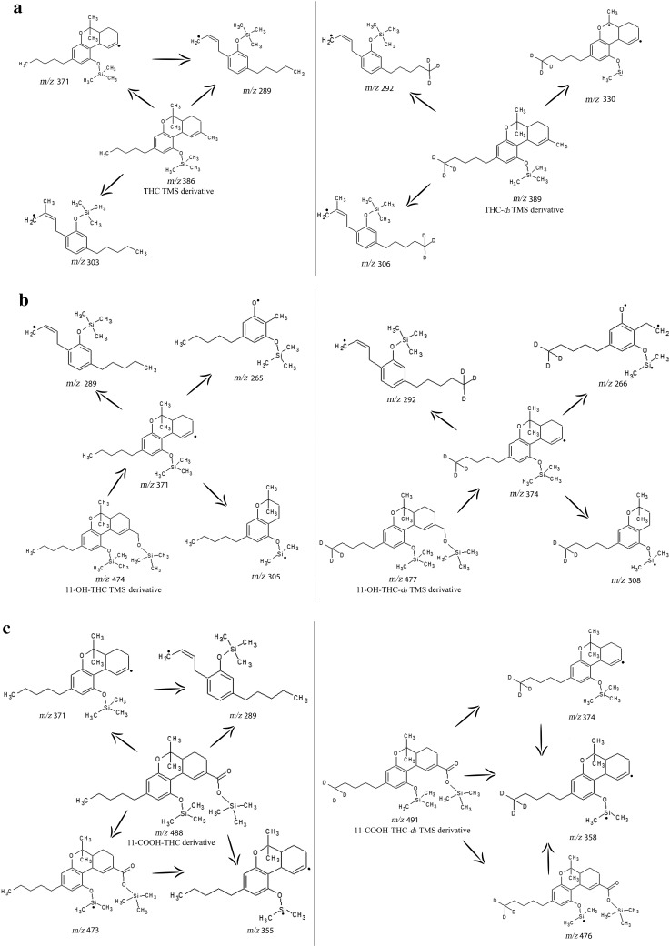 Chemical structures and probable fragmentation pathways of the trimethylsilyl (TMS) derivatives of a Δ9-tetrahydrocannabinol (THC), THC-d3, b 11-hydroxy-Δ9-tetrahydrocannabinol (11-OH-THC), 11-OH-THC-d3, c 11-nor-9-carboxy-Δ9-tetrahydrocannabinol (11-COOH-THC), and 11-COOH-THC-d3