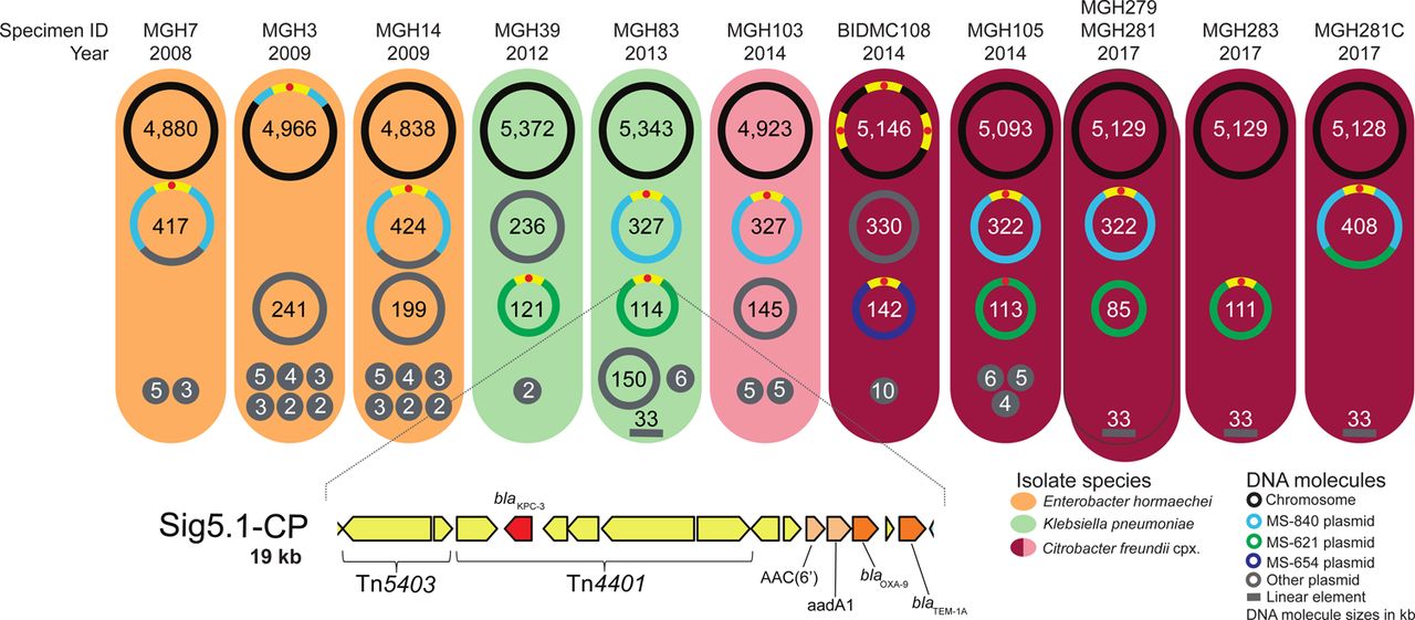 Hybrid assemblies with Oxford Nanopore long-read and Illumina short-read sequencing data for isolates harboring Sig5.1-CP.Each colored oval represents an isolate harboring signature Sig5.1-CP. Specimen IDs and the years of isolation are indicated above each oval. The DNA molecules harbored by each of the isolates are represented by circles (or lines, since a linear DNA molecule was found in four isolates) with molecule sizes indicated in kb. The location of Sig5.1-CP is shown with yellow segments; a hallmark of this signature is the truncation of transposon Tn4401 by insertion sequence Tn5403. A schematic of the full 19 kb Sig5.1-CP is shown at the bottom of the figure. In this schematic, gene color corresponds to functional categorization: mobile genetic element (MGE) [yellow], carbapenem resistance [red], beta-lactam resistance [dark brown], and aminoglycoside resistance [light brown].