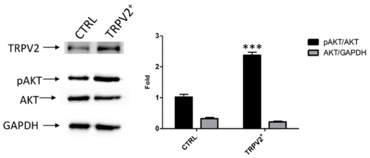TRPV2 over-expression increased phosporilated form of AKT (pAKT) in EC cells. Representative Western blot analysis of pAKT(Ser473), AKT and GAPDH protein levels in TRPV2+ cells. The pAKT(Ser473) protein levels were determined with respect to AKT levels. AKT densitometry values were normalized to GAPDH used as loading control. Densitometric values shown are the mean ± SD of three separate experiments. *** p < 0.001 vs. control cells.