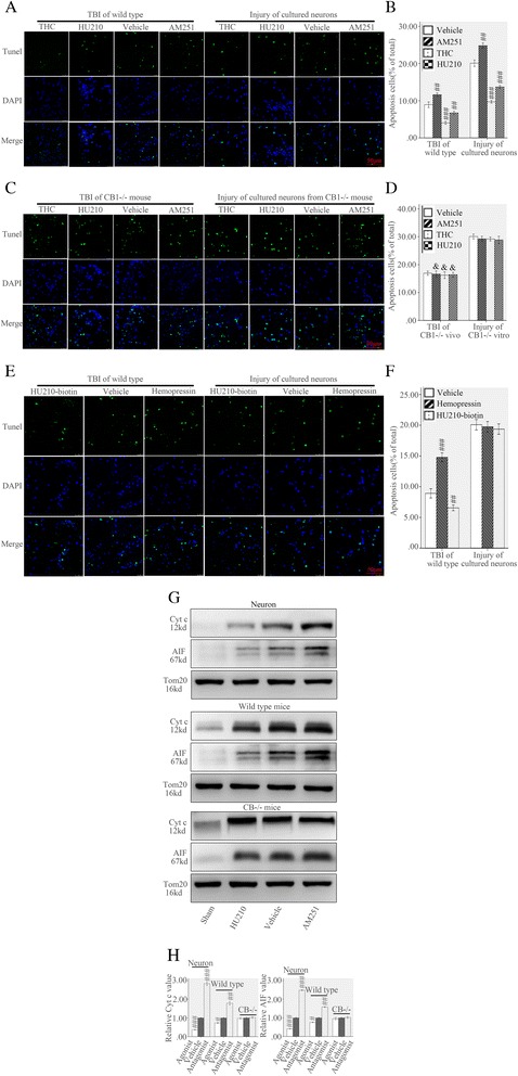 MtCB1 regulated neuronal apoptosis following injury. Both in vivo and vitro of wild type 24 h post injury, TUNEL study showed THC and HU210 protected neurons from apoptosis while AM251 promoted apoptosis compared with vehicle (a, b). THC, HU-210 or AM251 did not affect cellular apoptosis both in vivo and vitro of CB1−/− (c, d). Compared with vehicle, hemopressin or HU210-biotin did not affect cellular apoptosis in vitro of wild type but reversely mediated apoptosis in vivo of wild type (e, f). Western blot analysis showed HU210 or AM251 reversely mediated mitochondrial cyt c and AIF release of wild type both in vivo and vitro but not in CB1−/− mice (g, h). Nuclear morphology was indicated by DAPI staining and DNA breaks were detected by TUNEL analyses. Tom20 is a mitochondrial protein. bar: 25 μm. Data were expressed as mean ± SE (#p < 0.05 versus vehicle, ##p < 0.01 versus vehicle, ###p < 0.001 versus vehicle)