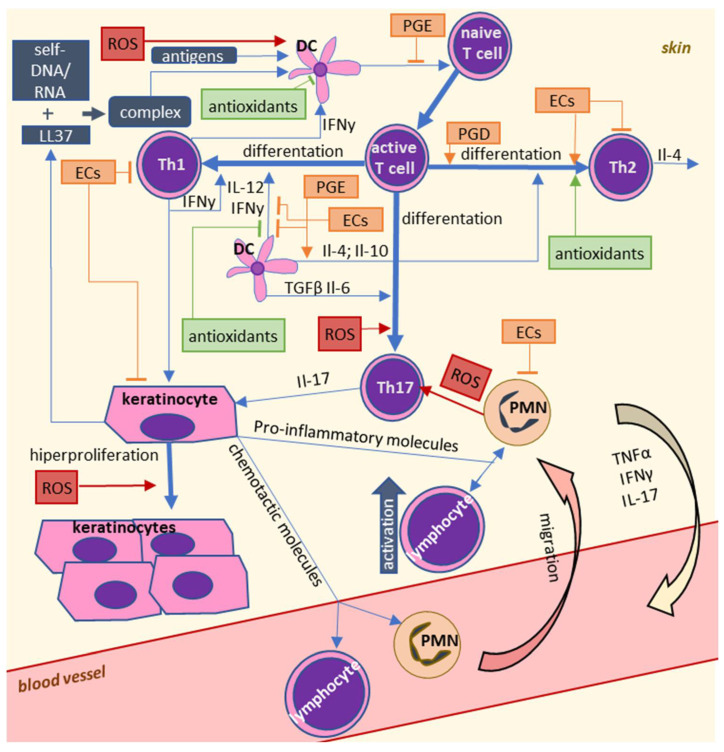 Influence of reactive oxygen species (ROS) and lipid mediators on immune cell interactions in psoriasis.