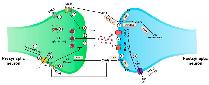 Diagram of endocannabinoid-mediated synaptic signaling. The steps involved in endocannabinoid action are as follows: 1 (the arrival of an action potential at the presynaptic terminal); 2 (activation of VGCCs, leading to Ca2+ influx); 3 (exocytosis of glutamate); 4 (interaction of glutamate with its corresponding receptors: AMPAR, NMDAR, and mGluR); 5 (entry of Na+ and Ca2+ ions into the postsynaptic terminal, resulting in its activation); 6 (synthesis and release of AEA and 2-AG); 7 (binding of AEA and 2-AG to CB1R); 8 (inhibition of GIRKs, VGCCs, and PI3K); 9 (inhibition of glutamate exocytosis). Abbreviations: CB1R (cannabinoid receptor 1); GIRK (G protein-coupled inwardly rectifying potassium channel); PI3K (phosphatidylinositide-3-kinase); NT (neurotransmitter); VGCC (voltage-gated calcium channel); AA (arachidonic acid); MAGL (monoacylglycerol lipase); 2-AG (2-arachidonoylglycerol); AEA (anandamide); PE (phosphatidylethanolamine); NAT (N-acetyltransferase); NAPE (N-acylphosphatidylethanolamine); NAPE-PLD (N-acyl phosphatidylethanolamine-specific phospholipase D); FAAH (fatty-acid amide hydrolase); AMPAR (α-amino-3-hydroxy-5-methyl-4-isoxazolepropionic acid receptor); NMDAR (N-methyl-D-aspartate receptor); mGluR (metabotropic glutamate receptor); PIP2 (phosphatidylinositol 4,5-bisphosphate); PLC (phospholipase C); DAG (diacylglycerol); DAGL (diacylglycerol lipase).