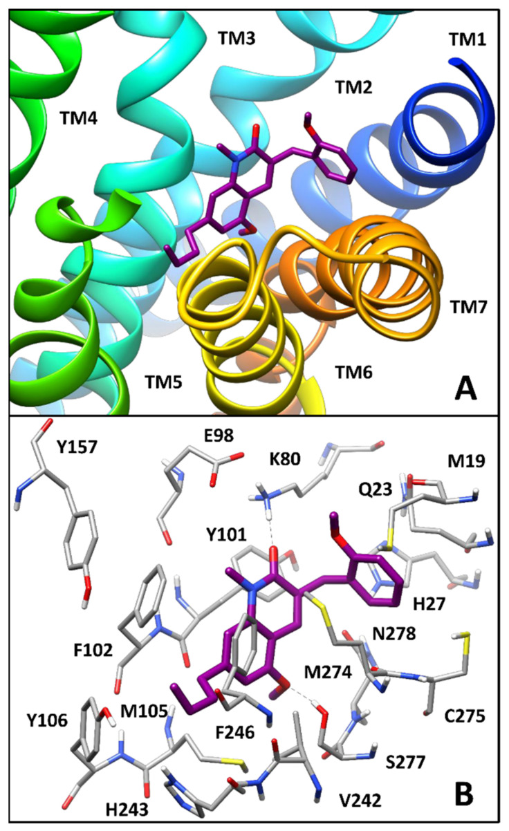 Minimized average structure of compound 2 within the binding site of the hGPR55 model. (A) The ligand (purple) and the different transmembrane domains of the receptor are shown; (B) the protein residues (gray) surrounding the ligand within the receptor binding site are shown, with ligand–protein H-bonds highlighted with black dashed lines.