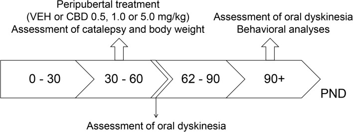 Experimental design used in experiment 1 to evaluate the preventive effects of cannabidiol (CBD) on the spontaneously hypertensive rat (SHR) strain. Wistar rats (WRs) and SHRs (n = 10/group) were treated from post-natal day (PND) 30 to 60 with CBD (0.5, 1.0, or 5.0 mg/kg) or vehicle (VEH). Body weight gain and catalepsy were assessed throughout the treatment. On PND 62, 48 h after treatment interruption, oral dyskinesia was assessed. Schizophrenia-like behaviors and oral dyskinesia were evaluated in adulthood (PND 90–150).