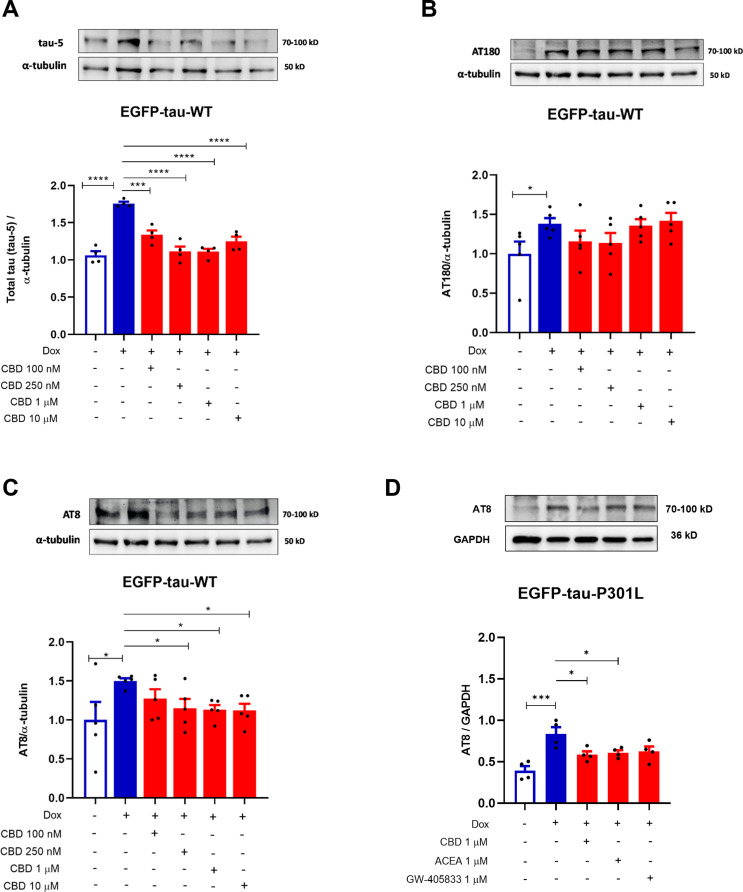 CBD differentially affects the phosphorylation of AT8, AT180 proteins in EGFP-Tau WT and EGFP-Tau-PL301-expressing cell lines. EGFP-Tau WT cells were treated with CBD (100, 250 nM, 1 and 10 µM) for 24 h and cytosolic levels of AT8, AT180 and total tau (Tau-5) were evaluated by western blotting. EGFP-Tau-P301L cells were treated with CBD, ACEA and GW405833 at 1 µM for 24 h and cytosolic levels of AT8 were evaluated by western blotting. Data represent the mean obtained from the quantification of the optical density of the bands obtained by western blotting with the antibodies (A) anti-tau-5 (70-100 kD), (B) anti-pAT180 (70-100 kD), (C-D) anti-p-AT8 (70-100 kD) and normalized to the internal control α-tubulin (50 kD) or GAPDH (36 kD), as shown in the histograms (mean ± SEM). *p<0.05 and ****p<0.0001 vs. CTR (Dox–) and *p<0.05, ***p<0.001 and ****p<0.0001 vs. CTR (Dox+) (n=3-5; One-way ANOVA, followed by the Sidak post-test)