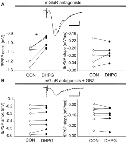 Asc-08007-1-1 DHPG does not affect fEPSPs in the presence of mGluR antagonists and gabazine.Traces in (A) and (B) show representative fEPSPs for each condition; NBQX and AP5 absent, and YM298198 and MPEP present for all experiments. Each trace (black = baseline, dashed = DHPG) is the average of 10 responses. (A) Left graph: raw amplitude measurement of fEPSPs before (control, n = 5) or during Asc-08007-1-1 application (DHPG, n = 5). Right graph: raw slope measurement of fEPSPs before (control, n = 5) or during DHPG application (DHPG, n = 5). (B) Same as in (A), but fEPSPs were recorded in the presence of gabazine, 20 µM. Left graph: raw amplitude measurement of fEPSPs before (control, n = 7) or during Asc-08007-1-1 application (DHPG, n = 7). Right graph: raw slope measurement of fEPSPs before (control, n = 7) or during Asc-08007-1-1 application (DHPG, n = 7, n.s.). Cal. bars: y: 0.1mV, x: 10 ms. Asterisk: significant difference, p<0.05, paired t-test.