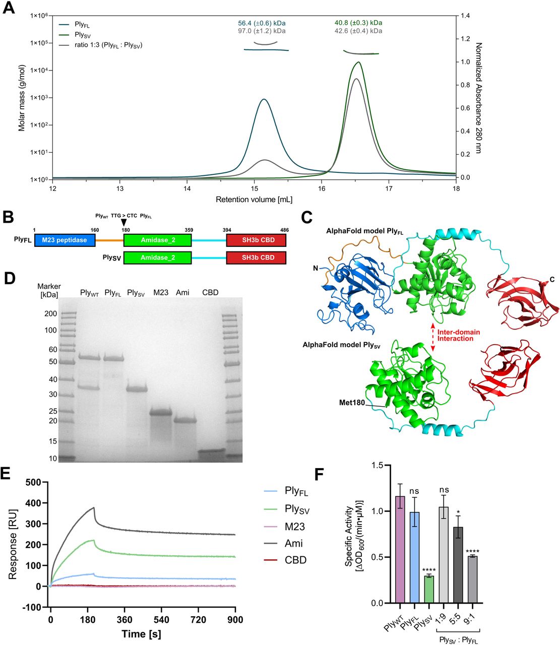 The SV isoform forms an inter-amidase domain interaction with the full-length Ply2638A.(A) SEC-MALS analysis of the Ply2638A heterodimer. The oligomeric state represented by PlyFL (blue), PlySV (green) and a 1:3 (w/w) mixture of PlyFL and PlySV (grey) at a concentration of 1 mg/mL. The curves shown represent the absorption at 280 nm (peaks; right y-axis). The determined mass of the PlyFL, PlySV and the complex are shown by the data points on top of the corresponding protein peaks (left y-axis). (B) Schematic overview of the Ply2638A and the SV isoform with residues sitting at domain and linker boundaries highlighted. The arrow indicates the SV isoform translational start site (TTG) that is silent mutated to CTC for production of PlyFL alone. (C) AlphaFold 2.0 (Jumper et al. 2021) generated models of PlyFL and PlySV colored as shown in panel B (D) SDS-PAGE analysis of each construct produced and purified for SPR and SEC-MALS analysis. (E) SPR sensorgrams of the analytes PlyFL (light blue), PlySV (light green) and single domains M23 (purple), Ami (dark grey) and CBD (red) interacting with the ligand PlyFL immobilized on the chip surface. Analyte concentration was 2.5 µM for all five constructs. (F) Specific activity of PlyWT (purple), PlyFL (blue), PlySV (green) and different ratios of PlyFL and PlySV (grey) determined by turbidity reduction assays using S. aureus Cowan cells. Error bars represent standard deviations from the experiments that were performed in biological triplicates with technical triplicates each. A one-way ANOVA was performed to compare the specific activity of PlyWT to the other proteins and ratios (ns: nonsignificant; *: < 0.05; ****: < 0.0001).