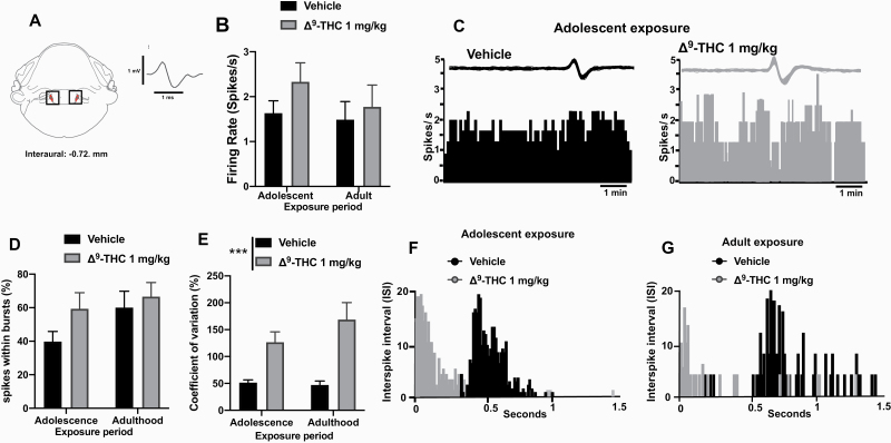 Alteration in noradrenergic (NE) neurotransmission following chronic administration of D9-tetrahydrocannabinol (THC; 1.0 mg/kg, i.p.) during adolescence or adulthood. (A) Illustrative representation of coronal sections of the rat brain showing the location of the locus coeruleus. The number at the bottom corresponds to the anterior–posterior coordinate (mm anterior to the interaural line) (left). Typical spike characteristics of presumed norepinephrine (NE) neurons (right). Chronic THC exposure did not change the basal firing activity after both adolescent and adult exposure (B). Representative firing rate histograms of 5-HT neurons recorded after adolescent exposure (C). THC did not induce a change in burst activity (D) but increased the coefficient of variation after both adolescent and adult exposure (E). Interspike interval histograms of 5-HT neurons after chronic adolescent (F) or adult (G) treatment with vehicle or THC. Two-way ANOVA was employed. ***P < .001. Each bar represents mean ± SEM.