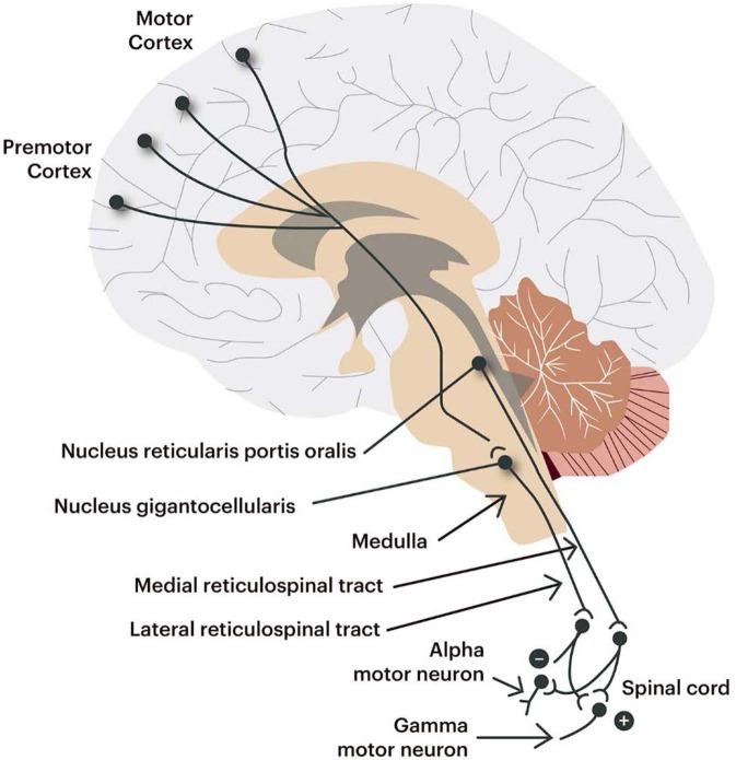 Areas of the CNS mediating spasticity.