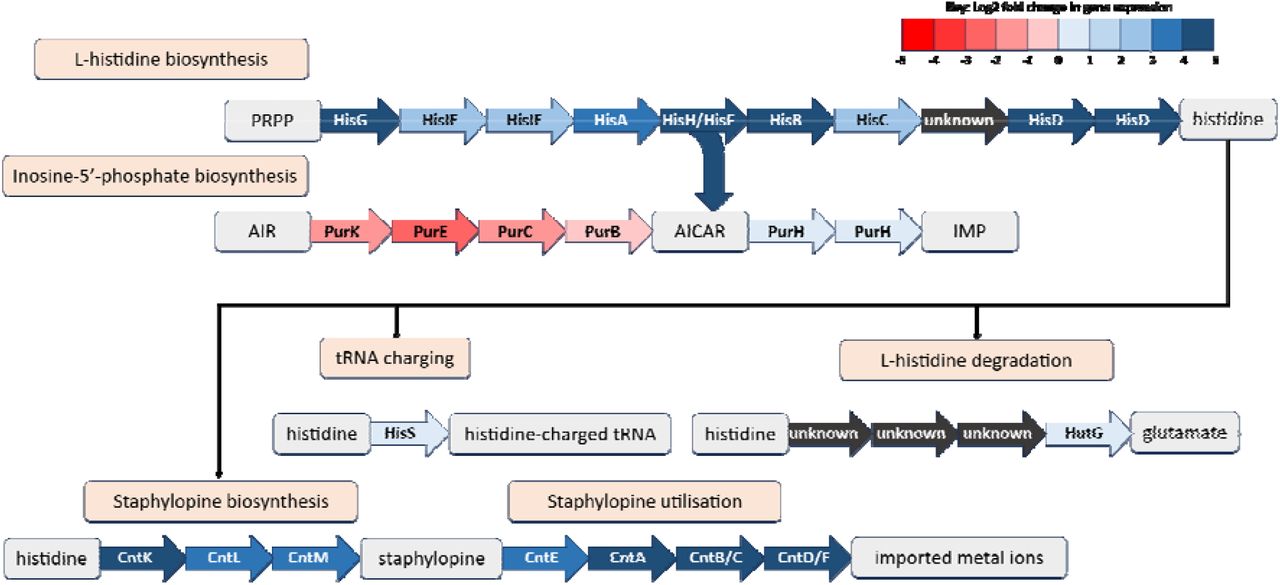 Link between the Pur proteins, His proteins and staphylopine biosynthesis. Blue arrows denote upregulation of the associated gene in the RNASeq data, red arrows denote downregulation, and grey is where the gene encoding this step of the pathway is unknown. PRPP = 5-phospho-α-D-ribose 1-diphosphate. AIR = 5-amino-1-(5-phospho-β-D-ribosyl)imidazole. AICAR = 5-amino-1-(5-phospho-D-ribosyl)imidazole-4-carboxamide. IMP = inosine 5’-monophosphate. Log2 fold-changes given are for S. epidermidis RP62A after exposure to human synovial fluid.