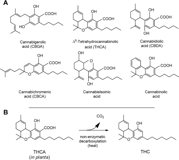 (A) Structure of the most common cannabinoids found in Cannabis plants. All the compounds have been represented in their acidic, native form, and with a pentylic side chain; (B) the non-enzymatic decarboxylation of Δ9-tetrahydrocannabinolic acid (THCA) to THC.