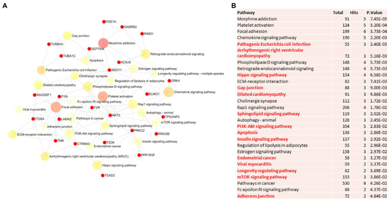 Pathway analysis of switch genes from females with Alzheimer’s disease (F-AD). (A) Biological and functional analysis of switch genes from F-AD compared to controls was performed in NetworkAnalyst. Switch genes are depicted in red. (B) The pathways are ranked according to the number of hits and lowest value of p. Pathways are derived from the KEGG database. The unique pathways are shown in red.