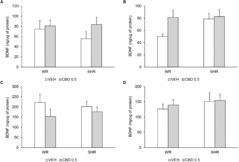 BDNF levels (ng of BDNF/μg of protein) in prefrontal cortex (A) and striatum (B) on post-natal day 61, and in prefrontal cortex (C) and striatum (D) on post-natal day 90 of WRs and SHRs (n = 5/group) treated with vehicle (VEH) or 0.5 mg/kg cannabidiol (CBD 0.5) during peri-adolescence (30–60 post-natal day). Data reported as mean ± SEM. Two-way ANOVA.