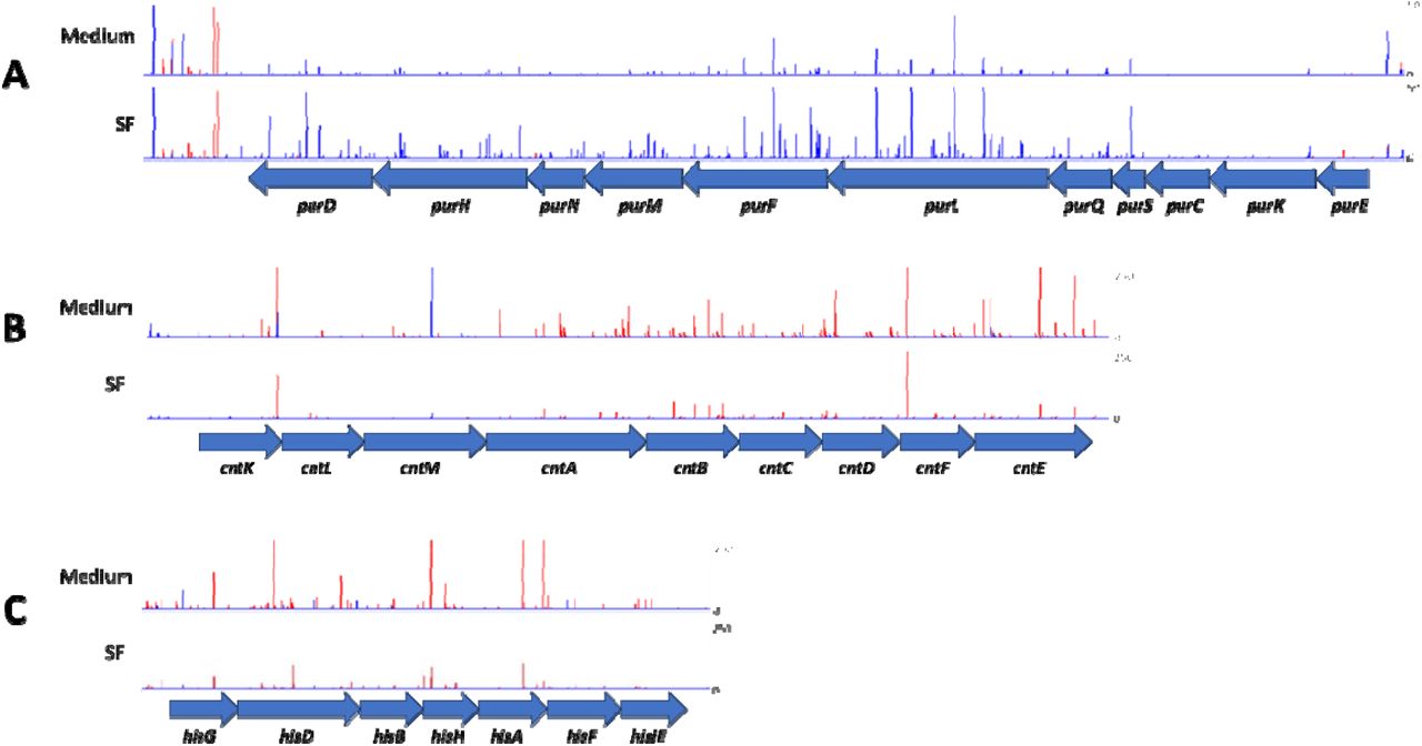 Differential abundance of S. epidermidis transposon insertion mutants after growth in synovial fluid. Peaks show the abundance of mutants with transposon insertion sites within A: the pur operon, B: the cnt operon or C: the his operon. Red is the forward strand and blue is reverse.