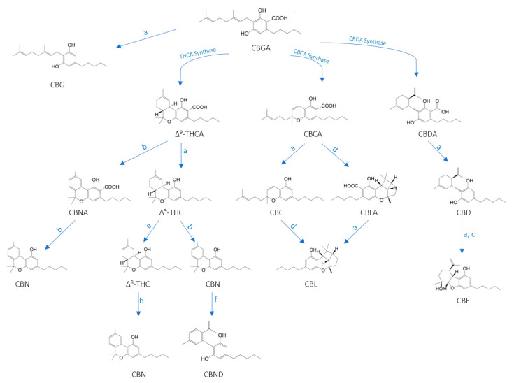 Chemical structures and biosynthesis of the major cannabinoids present in Cannabis sativa L: a = heating, b = oxidation, c = photo-oxidation, d = photo-irradiation, e = isomerization, f = photochemical conversion [21,39].