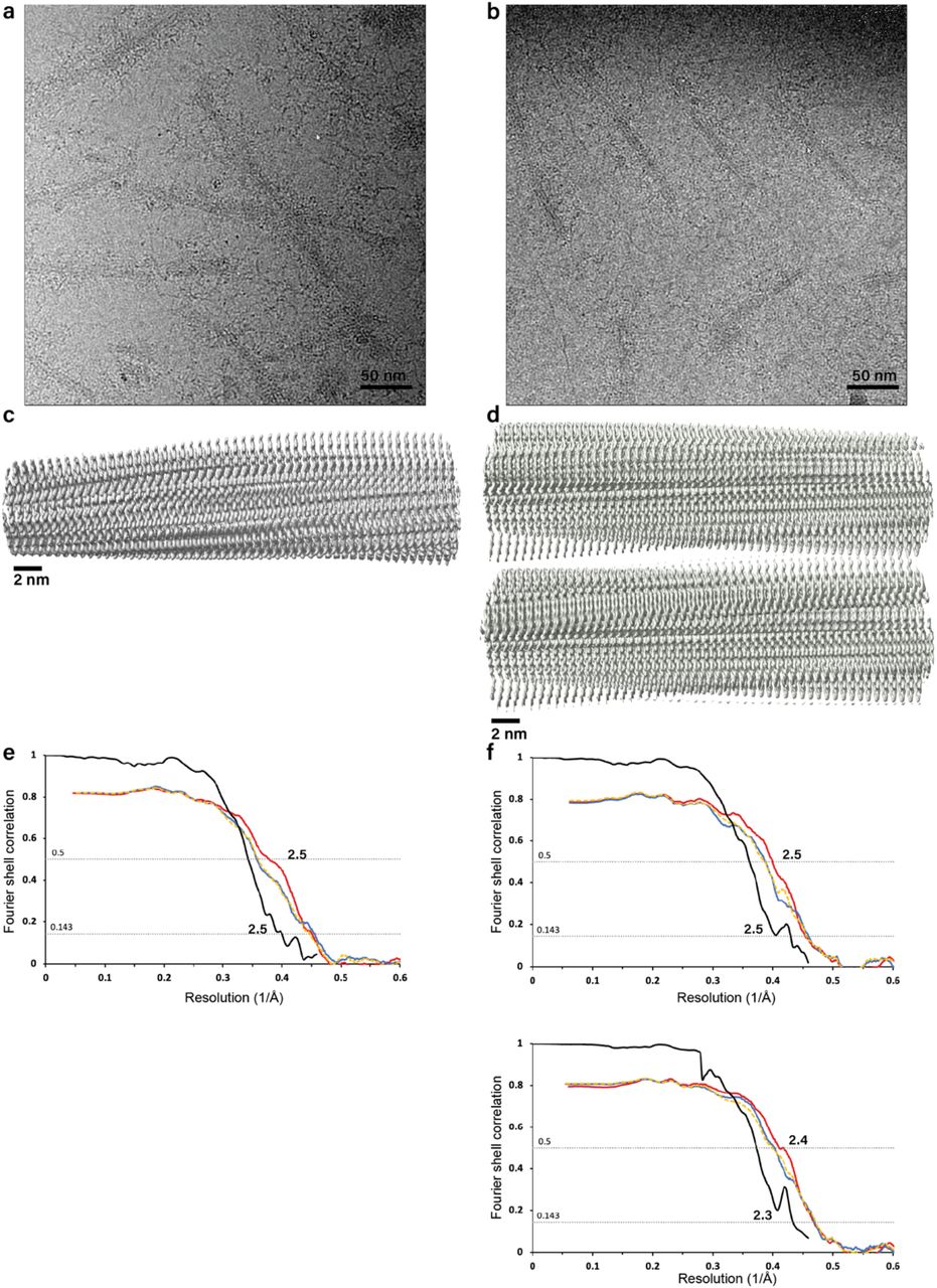 Cryo-EM structure determination.a-b. Representative micrographs of tau filaments from SH-SY5Y cells seeded with filaments from Alzheimer’s disease and corticobasal degeneration, respectively. c-d. Side views of reconstructed density of tau filaments from SH-SY5Y cells seeded with filaments from Alzheimer’s disease and corticobasal degeneration, respectively. e-f. Fourier shell correlation (FSC) curves for tau filaments from SH-SY5Y cells seeded with filaments from Alzheimer’s disease and corticobasal degeneration, respectively. Solvent-corrected FSC curves between independently refined half-maps are shown in black; FSC curves between the refined model and the reconstruction from all particles are shown in red; FSC curves between a model refined against half map 1 against half map 1 are shown in dashed yellow; FSC curves of the same model against half map 2 are shown in blue. In panels d and f, the seeded structure type 1 is shown above type 2.