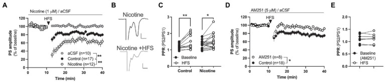 Nicotine facilitates endocannabinoid-mediated LTD in the DLS. (A) HFS produced LTD in both aCSF-treated control slices and in nicotine pre-treated slices, but synaptic depression was significantly enhanced by nicotine. (B) Example traces showing evoked potentials at nicotine-treated baseline (upper trace) and 25 min after HFS (lower trace). Calibration: 0.2 mV, 2 ms. (C) HFS increased PPR in both aCSF-treated control slices and slices treated with nicotine, indicating that HFS decreases the probability of transmitter release. (D,E) HFS did not induce LTD in brain slices-pre-treated with AM251. Data are mean values ± SEM. n = number of slices, taken from at least three animals. *p < 0.05, **p < 0.01.