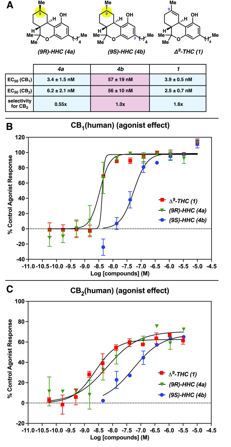 (A) Summary of functional activity studies; error values represent the standard deviation. (B) Plotted response of human CB1 receptor expressed in transfected CHO cells after treatment with 1, 4a, and 4b, determined by measuring their effects on cAMP concentration. (C) Plotted response of human CB2 receptor expressed in transfected CHO cells after treatment with 1, 4a, and 4b, determined by measuring their effects on cAMP concentration. For all experiments, data represent two replicate experiments, with error bars showing the standard deviation (error bars omitted for clarity if the range is smaller than the data symbol) and the Y-intercept was constrained to zero unless otherwise noted (see the SI for details).