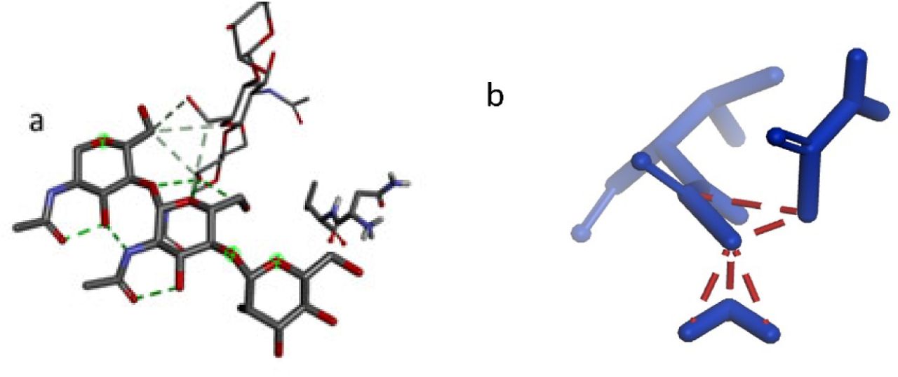 Docking revealed stable vaccine-TLR4 interactions through (a) hydrogen bonds with ASN549 and (b) complementary surface packing