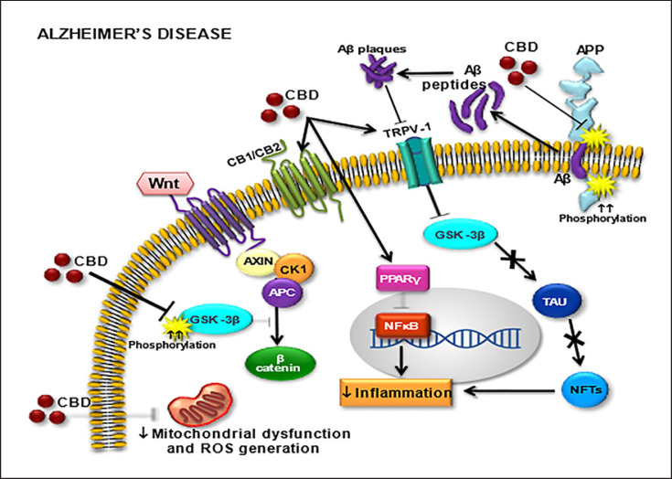 Molecular targets for cannabidiol (CBD) in Alzheimer's disease (AD). Cannabinoid receptors (CB1/CB2), transient receptor potential cation channel subfamily V member 1 (TRPV1), Wnt/GSK-3β (Wnt/glycogen synthase kinase 3 beta pathway), amyloid precursor protein (APP), beta-amyloid (Aβ) peptide, peroxisome proliferator-activated receptors (PPARγ), beta-catenin (β-catenin), neurofibrillary tangles (NFTs), nuclear factor kappa-light-chain-enhancer of activated B cells (NF-κB), tau protein (TAU), reactive oxygen species (ROS).