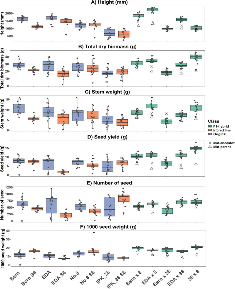 Comparison of harvest traits of original (blue), IBL (orange), and F1 hybrid (green) lines (n = 15), (A) height was measured at harvest before the whole plant was dried, (B-C) after reaching uniform dryness, stems were removed before flower and leaf material were passed through a series of sieves to collect seed, (D-F) seed was then counted and used to calculate 1000 seed weight, variance between lines was assessed via Levene’s test and differences in means by Kruskal–Wallis test refer to Table S3 for statistical groupings and Table 3 for the parentage of F1 hybrid lines.