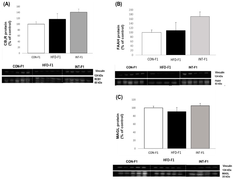 Protein levels of CB1 receptor (A); FAAH (B); MAGL (C) in adult pups (n = 5 per group). All pups were fed a control diet during their 120 days of life. Data are presented as mean ± SEM, analyzed with Kruskal–Wallis test and Dunn’s post-hoc.