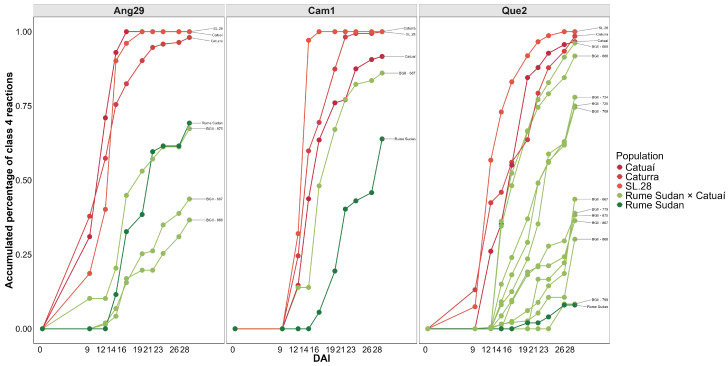 Cumulative percentage of hypocotyls with susceptibility (Class 4) among segregating genotypes F2 of Rume Sudan × Catuaí vs. progenitors resistant and susceptible to three isolates of C. kahawae. Ang29: Cumulative percentage of hypocotyls with susceptibility (Class 4) to the isolate of Angola origin. Cam1: Cumulative percentage of hypocotyls with susceptibility (Class 4) to the isolate of Cameroon origin. Que2: Cumulative percentage of hypocotyls with susceptibility (Class 4) to the isolate from Kenya. DAI: Days after inoculation.