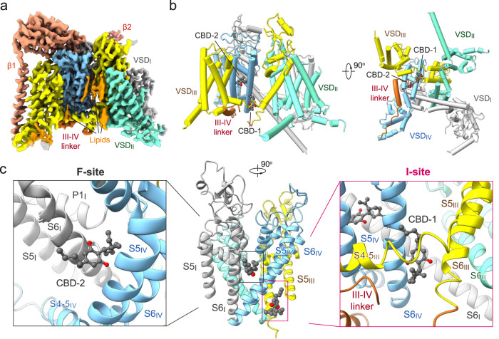 Cryo-EM structure of the human Nav1.7-CBD complex.a Cryo-EM map of human Nav1.7 bound to CBD. The Nav1.7 complex comprises the transmembrane α1 subunit (domain colored), the auxiliary β1 subunit (light salmon), and β2 subunit (salmon). Sugar moieties and lipids are colored gray and orange, respectively. The same color scheme is applied throughout the manuscript. b Overall structure of the α1 subunit of Nav1.7 bound to CBD. Two CBD molecules, designated as CBD-1 and CBD-2 and shown as light grey spheres, bind to different sites in the pore domain (PD). c Two CBD-binding sites, the inactivation receptor site (the I-site, right) for CBD-1 and the I-IV fenestration site (the F-site, left) for CBD-2, are identified and highlighted with magenta and gray boxes, respectively.