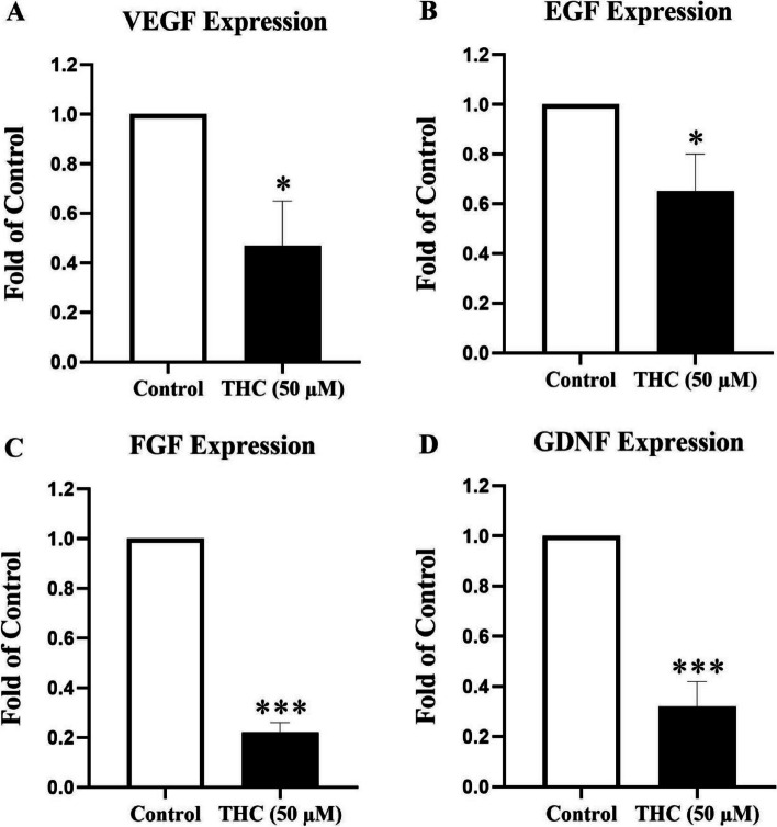 mRNA expression of growth factors genes in THC-exposed TM4 cells. The effect of THC (50 μM) for a duration exposure period of 24-h on gene expression level of a number of key testicular growth factors VEGF (A), EGF (B), FGF (C), and GDNF (D) measured by RT-PCR in TM4 Sertoli cells. mRNA expressions were normalized to β-actin in each sample. THC significantly decreased growth factors expression levels. Data represent the mean ± SEM of three independent experiments (n = 3). Stars show the statistical significance of change between the groups. *p < 0.05 and ***p < 0.001 vs. control groups (Mann–Whitney U-test)