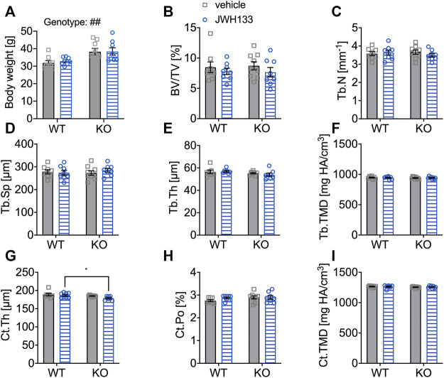 Aged mice did not respond with detectable changes in femoral trabecular and cortical bone (μCT) after a prolonged treatment duration with JWH133. (A) Male mice were aged 6 months by the beginning of the experiment. Body weight of p62 KO animals was significantly increased compared to WT mice at the beginning of the experiment. (B) Bone volume per tissue volume (BV/TV) was similar between WT and p62 KO mice and showed no effect of treatment. (C) Trabecular number (Tb.N) was comparable between genotypes without an effect of treatment. (D) Trabecular spacing (Tb.Sp) showed no difference between genotype or treatment. (E) Trabecular thickness (Tb.Th) was comparable for genotype and treatment. (F) Tissue mineral density (TMD) of the femur was not influenced by the treatment and showed no difference between genotypes. (G) Cortical thickness (Ct.Th) was lower in p62 KO mice leading to a significant effect of genotype. (H) Cortical porosity (Ct.Po) and (I) tissue mineral density (Ct.TMD) of cortical bone were similar between genotypes and not influenced by the treatment with JWH133. Data were analyzed by using ordinary two-way ANOVA and Bonferroni adjusted p values, *p < 0.05, **p < 0.01, ***p < 0.001. All error bars show mean ± SEM. Squares and circles represent individual data points. WT vehicle N = 8, KO vehicle N = 9, WT JWH133 N = 8, KO JWH133 N = 8.