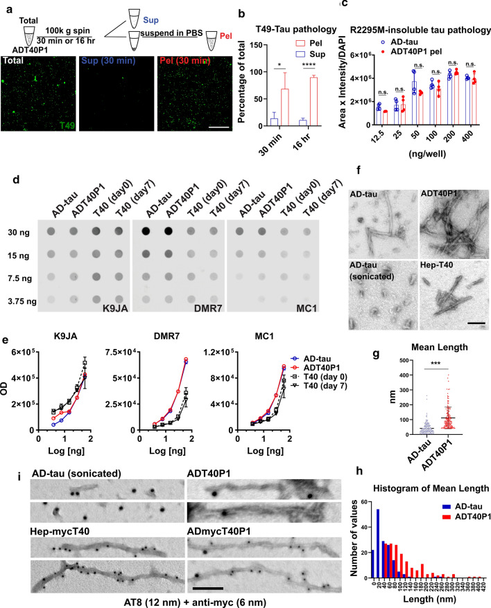 ADT40P1 shares biochemical features with AD-tau. a IHC of WT neurons treated with biochemically separated soluble and insoluble ADT40P1; mouse tau pathology was visualized using T49 antibody; sup = supernatant, pel = pellet; scale bar = 100 µm. b Quantification of T49 tau pathology from a; T49-positive area was normalized to MAP2 area; total ADT40P1 activity level was set as 100%; *P < 0.05, ***P < 0.001, unpaired t test; n = 4. c Quantification of R2295M-positive tau pathology induced by AD-tau and pellet fraction of ADT40P1 at 6 different doses in neuron culture model; R2295M-positive area was normalized to MAP2 area; n.s. nonsignificant; two-way ANOVA followed by Tukey post hoc test; n = 4. d Dot blot of ADT40P1 and controls probed for total tau (K9JA pAb) and pathological the conformation of tau (DMR7 and MC1 antibodies). e Optical density quantification of d; n = 4. f Transmission EM of AD-tau (before and after sonication)-, ADT40P1- and heparin-induced tau pffs (hep-T40); scale bar = 100 nm. g Quantification of the length of filaments from f; ***P < 0.001, unpaired t test; n = 156. h Histogram of length of filaments shown in g. i Immuno-EM of ADT40P1, AD-tau, ADmycT40P1 (AD-tau seeded myc-T40), and hep-mycT40 (heparin-induced mycT40 pffs) using AT8 (12 nm colloidal gold beads) and anti-myc (6 nm colloidal gold beads) antibodies; scale bar = 50 nm