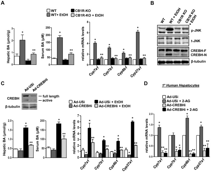 Cb1r-deficiency or Crebh knockdown reverses attenuates alcohol-mediated induction of bile acid enzyme genes.(A–B) Wild type (WT) or CB1R KO mice (n = 4) were treated with EtOH. Liver tissues were obtained and protein and total RNA was extracted for western blot and qPCR analyses, respectively. Liver tissues and serum were further utilized for total bile acid measurement. *p<0.05 vs. WT group, **p<0.02 vs. WT+EtOH group. (C–D) Mice (n = 4–5) or primary human hepatocytes (n = 3) were infected with indicated adenoviruses for 96 hrs followed by treatment with EtOH or 2-AG-ether as indicated. Liver tissues were obtained and protein and total RNA was extracted for western blot and qPCR analyses, respectively. Liver tissues and serum were further utilized for total bile acid measurement. *p<0.05 vs. Ad-USi group, **p<0.01 vs. EtOH or 2-AG-ether-treated group. Data represents mean ± SE.