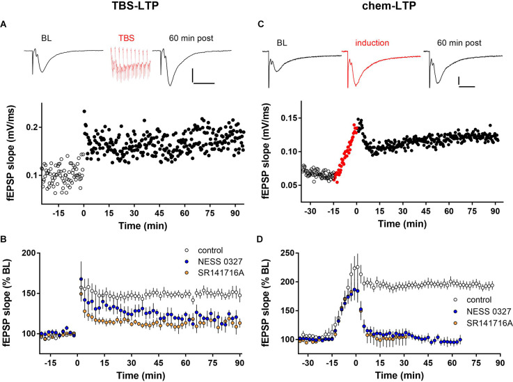 LTP expression is inhibited by CB1 receptor blockade. (A) Individual example of LTP induced by one train of TBS containing 10 bursts delivered at minute 0. Top: Example fEPSP sweeps from baseline (BL) and 60 min post-TBS. Scale bars: 0.2 mV/20 ms. (B) Group data for TBS-LTP under control conditions (n = 10) or in the presence of the CB1 receptor blockers NESS 0327 (n = 7) or SR141716A (n = 6). (C) Individual example of chem-LTP induced by 15 min exposure to the induction cocktail (red symbols, -15–0 min). Top: Example sweeps from baseline (BL), during induction, and 60 min post-induction. Scale bars: 0.2 mV/20 ms. (D) Group data for chem-LTP under control conditions (n = 12) or in the presence of the CB1 receptor blockers NESS 0327 (n = 8) or SR141716A (n = 6).