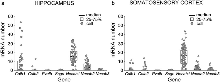 Single-cell RNA-Seq profile of representative calcium-binding proteins reveals high Necab1 and Necab2 expression in CB1-receptor-expressing GABAergic interneurons. (a, b) In silico analysis of selected calcium-binding protein encoding mRNA expression profiles was performed on data derived from a publicly available single-cell RNAseq database (Zeisel et al. 2015). The samples were obtained from the mouse hippocampus (a) and the somatosensory cortex (b). Cells in the database were selected for their GABAergic phenotype and high Cnr1 expression to focus the analysis on CB1/CCK-positive interneurons. The mRNAs of characteristic EF-hand calcium-binding proteins (calbindin—Calb1, calretinin—Calb2, parvalbumin—Pvalb and secretagogin—Scgn) are present in low levels in most of these interneurons, and only a few of them exhibit elevated Calb1 levels. In contrast, the genes encoding the N-terminal EF-hand calcium-binding protein 1 and 2 (Necab1 and Necab2, respectively) are consistently expressed at high levels in all investigated hippocampal and cortical interneurons (n = 61 cells in the hippocampus, n = 84 cells in the somatosensory cortex).