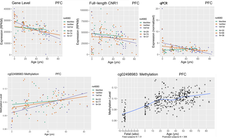 The mRNA expression of CNR1 gene and methylation level of cg02498983 is differentially correlated with age in the PFC of Caucasian controls by rs4680 genotype.In the PFC of Caucasian controls who are COMT Val158 homozygotes, the expression of CNR1 gene and full-length transcript is most negatively correlated with age. Our qPCR results also validated this finding. Interestingly, the methylation level of cg02498983 is most positively correlated with age in the PFC of Caucasian controls who are COMT Val158 homozygotes. Each dot represents a control subject: green line, rs4680 Met/Met genotype; orange line, rs4680 Val/Met genotype; purple line, rs4680 Val/Val genotype. Blue line represents the lifespan trajectory of the methylation level of cg02498983 in PFC.