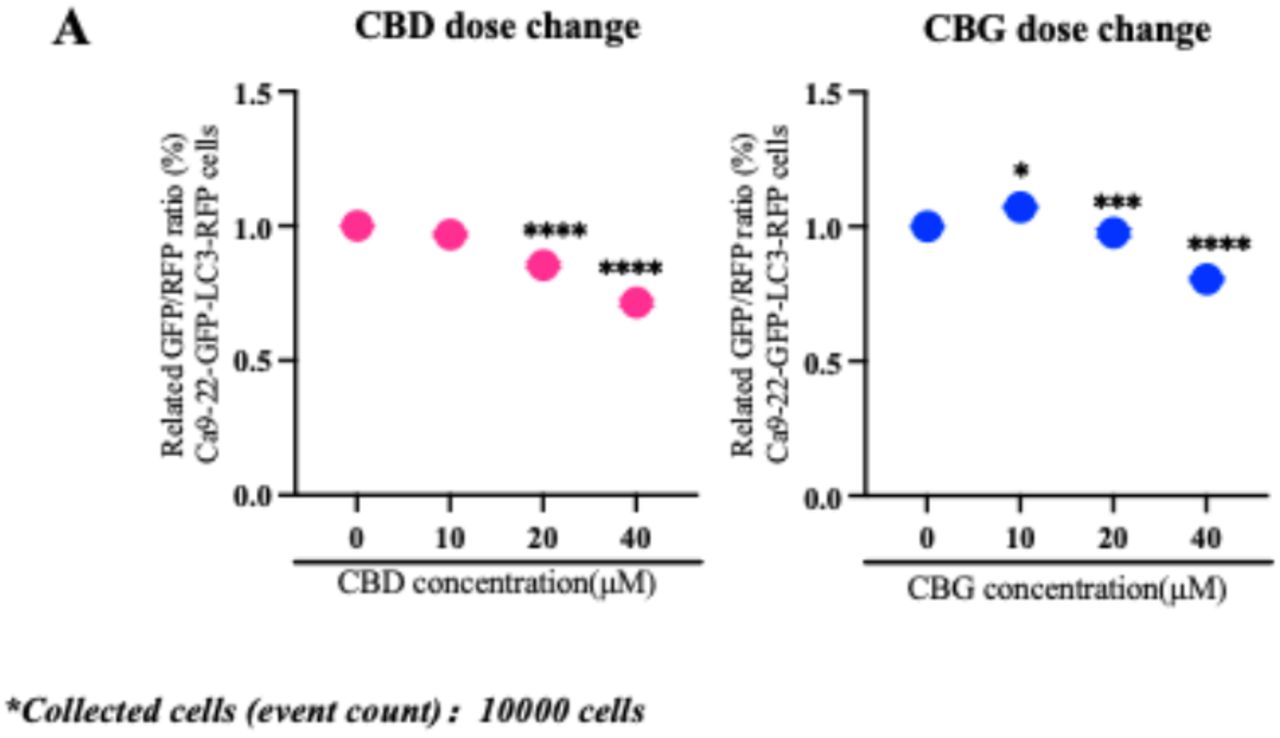 Dose-dependent modulation of autophagy by CBD and CBG in Ca9-22 GFP-LC3-RFP cells.High-dose CBD and CBG (40 µM) induced autophagy, whereas low-dose CBG (10 µM) tended to suppress autophagic flux. Cells were treated with CBD or CBG at 10, 20, and 40 µM individually. Autophagic flux is normalized to the respective DMSO control. Data represent the mean ± SD of three independent biological replicates, with each replicate collected by FACS at 10,000 cells per sample. Statistical analysis was performed using one-way ANOVA. P values are indicated as follows: n.s. = P > 0.05; *P ≤ 0.05; **P ≤ 0.01; ***P ≤ 0.001; ****P ≤ 0.0001.