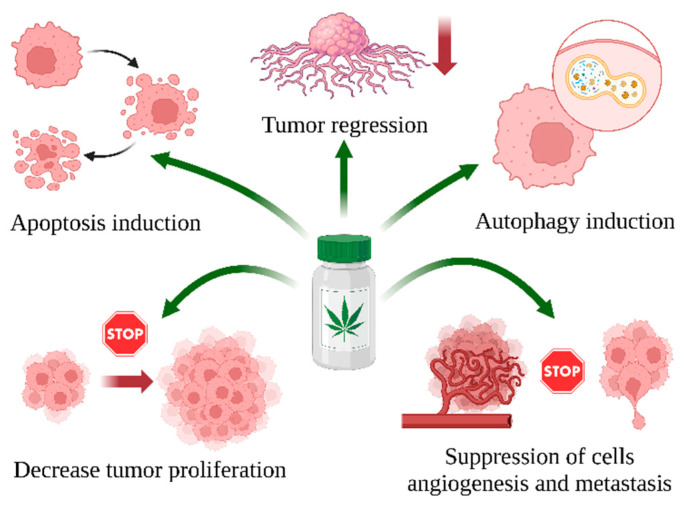 Mechanism of anticancer properties of C. sativa L. compounds by induction of apoptosis (e.g., by increase caspase 3/7 activity, upregulated TP53 and Bax—expression [100]), induction of autophagy (e.g., upregulates LC3BII, downregulates p62,and inhibits p-PI3K, p-AKT, and p-mTOR pathways [101]), induction of tumor regression (e.g., decreases colony-stimulating factor 1 (CSF-1) level [102], induces DNA fragmentation, and arrests cell progression at the G1 cell cycle checkpoint) [103], decrease in tumor proliferation (e.g., by inhibiting ERK1/2 signaling pathway phosphorylation [104]), and suppression of cell invasion (e.g., by increased expression of TIMP-1, which mediates an anti-invasive effect [105]) in cells and animals. Created in BioRender. Bukowska, B. (2024) BioRender.com/p40b597 (accessed on 1 September 2024).