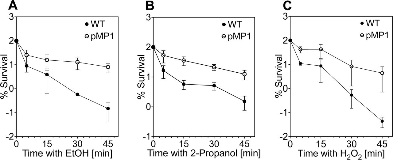 mupA plasmid increases broad-spectrum survival during disinfectant-mediated bacterial killing.Kinetics of killing by ethanol, 2-propanol and H2O2. Overnight cultures of S. aureus LAC (WT; BS1158) and the isogenic mupA plasmid-containing derivative (pMP1; BS1963) grown in BCAA-free RPMI medium, in which growth depends on endogenous BCAA biosynthesis, were diluted (OD600 ≈ 0.05) into fresh tryptic soy broth (TSB) and grown with orbital shaking (180 rpm) to early exponential phase (OD600 ≈ 0.15). Cultures were then exposed to (A) ethyl alcohol (20%), (B) 2-propanol (13%), or (C) hydrogen peroxide (H₂O₂; 20 mM) for the indicated times. Survival was quantified by CFU enumeration and expressed as log₁₀ percent survival relative to CFU at time of disinfectant addition. Data represent means ± SD from biological replicates (n = 3). No differences in MICs for ethanol, 2-propanol, or H2O2 were detected between the parental and mupA plasmid-containing strains.