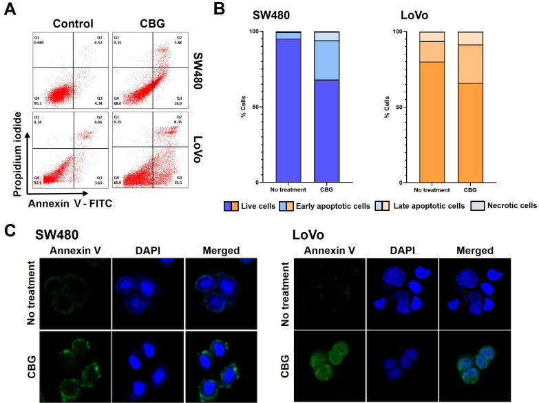 CBG treatment shows increased annexin V expression in colorectal cancer cells. (A) Colorectal cancer cells were treated with 30 μM of CBG for 24 hours. Apoptotic cells were analyzed with annexin V-FITC/PI staining using flow cytometry. (B) Graphs showing increased apoptotic colorectal cancer cells after CBG treatment. (C) Annexin V stained cells were observed with a confocal microscope after CBG treatment.