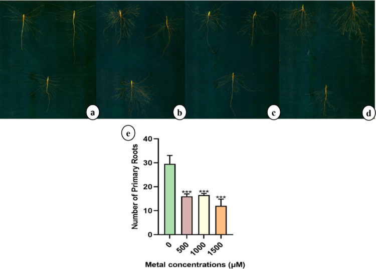 Root architecture and Number of primary roots of sunn hemp (a-e) and plants treated: (a) 0, (b) 500, (c) 1000, and (d) 1500 µM of LiCl.