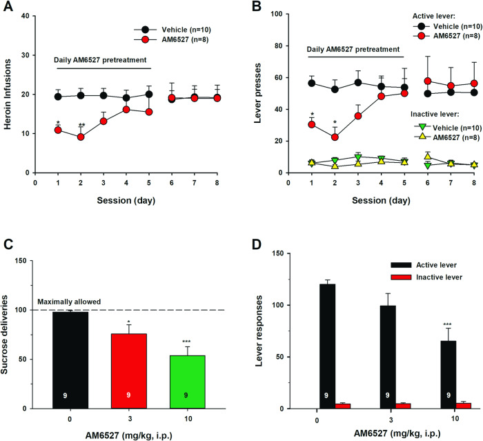 Effects of chronic AM6527 administration on heroin self-administration and a single injection of AM6527 on oral sucrose self-administration in rats.Chronic AM6527 administration (30 mg/kg, i.p., 30 min prior to test, for 5 consecutive days) inhibited heroin self-administration during the initial 2 days of tests as assessed by the number of heroin infusions A or the numbers of active and inactive lever responses under an FR2 reinforcement schedule B. A single injection of AM6527, at 3 and 10 mg/kg, dose-dependently inhibited oral sucrose self-administration as assessed by the number of sucrose deliveries C or the numbers of active and inactive lever responses D under an FR1 reinforcement schedule in rats. *p < 0.05; **p < 0.01, ***p < 0.001, compared to the vehicle control group.