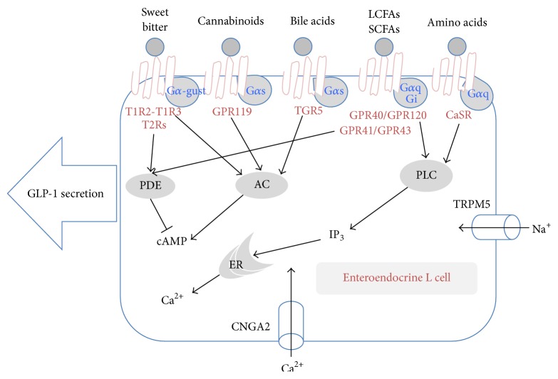 Nutrient sensors in the enteroendocrine L cells. Nutrient sensors existing in the endocrine cells and their possible signal transduction pathways. # LCFAs, long-chain fatty acids; SCFAs, short-chain fatty acids; PDE, phosphodiesterase; AC, adenylyl cyclase; PLC, phospholipase C; IP3, inositol 1,4,5-triphosphate; ER, endoplasmic reticulum.