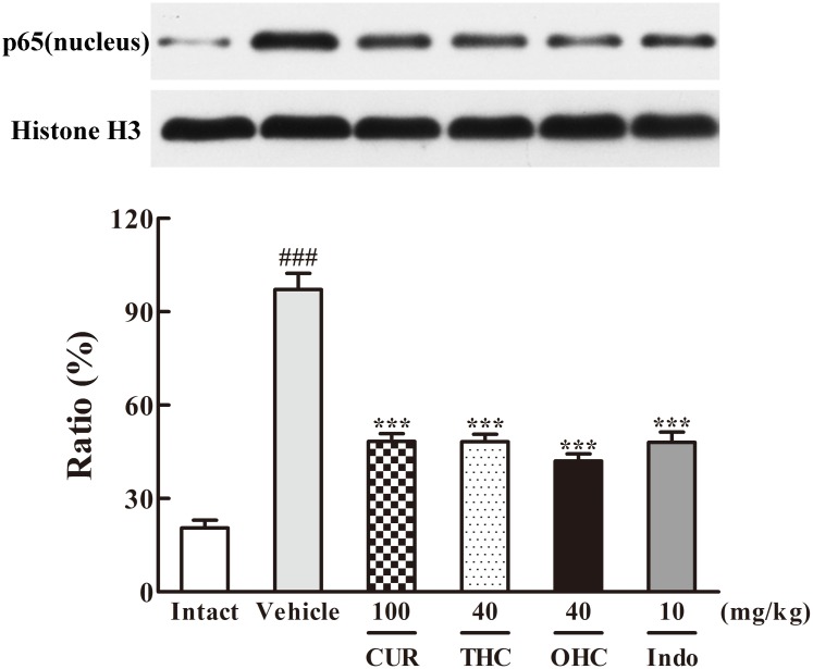 Effects of THC and OHC on p65 (nucleus) protein expression in the carrageenan-induced mouse paw edema. After administration with THC (40 mg/kg, i.g.), OHC (40 mg/kg, i.g.) or CUR (100 mg/kg, i.g.) for 7 days, the hind paws were removed and homogenized in the lysis buffer, and then the protein extracts of hind paws were transferred to PVDF membranes and analyzed by Western blot. Histone H3 was employed as loading control. Data were expressed as means ± S.E.M. (n = 3), ###p < 0.001 vs. the intact control; ∗∗∗p < 0.001 vs. the vehicle control. Significant differences between groups were determined by ANOVA and Dunnett’s post hoc test.