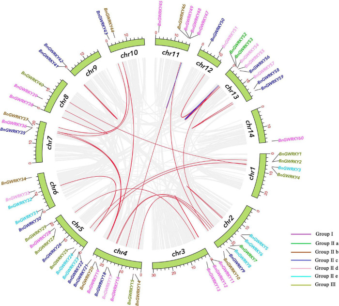 Schematic representations for the chromosomal distribution and inter-chromosomal relationships of ramie WRKY genes. Gray lines indicate all synteny blocks in the ramie genome, duplicated WRKY gene pairs are connected with red lines, blue lines indicate tandemly duplicated gene pairs. As the legend shows, the color represents the grouping of WRKY.