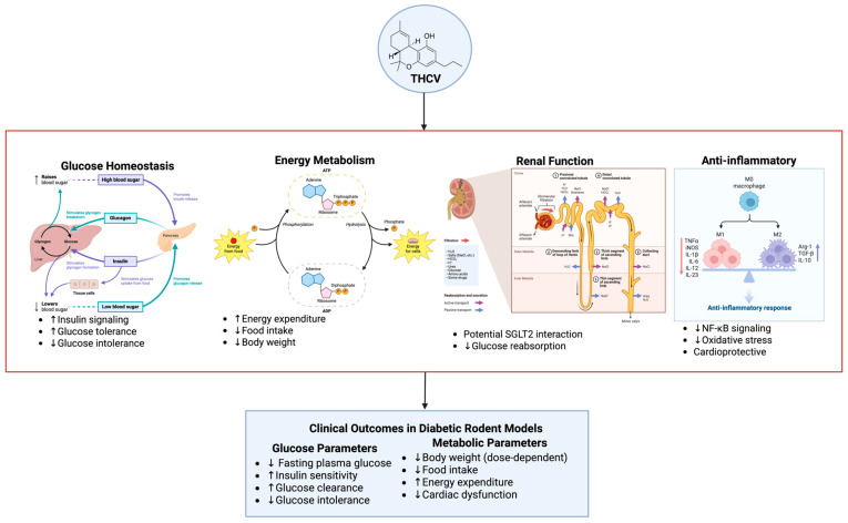 In vivo efficacy of THCV in diabetic rodent models. ↑: Increase/Rise; ↓: Decrease/Drop.