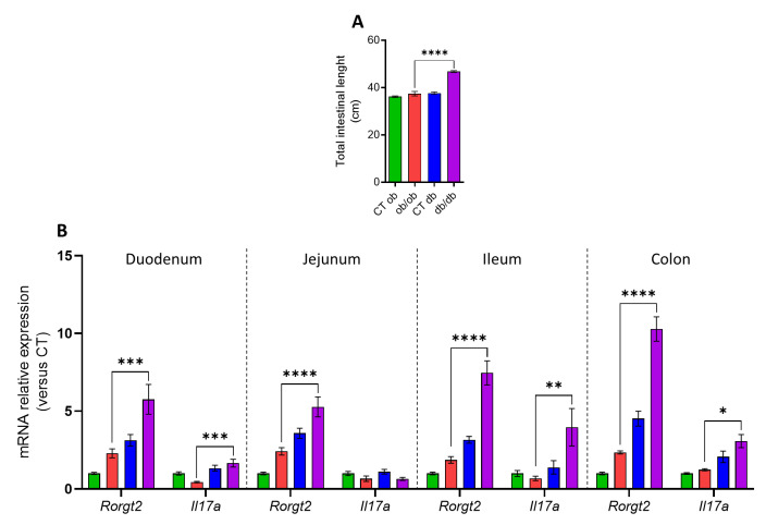 Distinct intestinal length and inflammatory profile in ob/ob and db/db mice. (A) Total intestinal length measured at necropsy (cm) (n = 7–8). (B) mRNA expression of pro-inflammatory markers measured by RT-qPCR. Data are presented as the mean ± S.E.M of n = 7–10. * p ≤ 0.05, ** p ≤ 0.01, *** p ≤ 0.005, **** p ≤ 0.001. For mRNA expression, relative units were calculated versus the mean of the CT ob mice values set at 1. Data were analyzed by one-way ANOVA followed by a Tukey’s post hoc test. Abbreviations: see Supplementary Table S3.