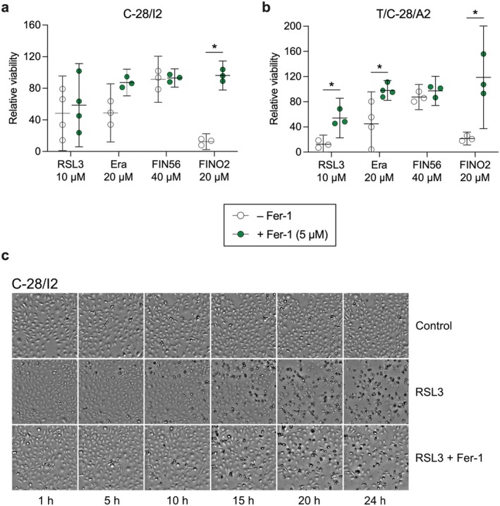 The ferroptosis inhibitor ferrostatin‐1 (Fer‐1) partially restores cell viability. (a, b) Cell viability of C‐28/I2 cells, T/C‐28/A2 cells after 24 h of treatment with RSL3, erastin, FIN56 and FINO2 alone (empty symbols) or in combination with Fer‐1 (5 μM; green symbols). Results of individual resazurin experiments (n = 3–4) in % of untreated controls and means (95% CI). Paired t‐tests. *p < 0.05. (c) Transmission microscopy images of C‐28/I2 cells taken every 5 h over 24 h in the absence (control) and presence of RSL3 (10 μM) and cells co‐treated with RSL3 and Fer‐1 (5 μM). 10× magnification.