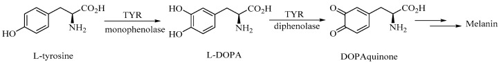 Biosynthetic pathway for melanin production: oxidation of L-tyrosine (monophenol) by tyrosinase (monophenolase) and subsequent oxidation of L-DOPA (o-phenols) to the corresponding quinone (diphenolase).